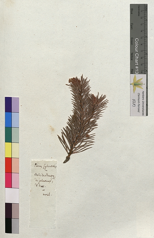 Pinus sylvestris (Abietaceae)