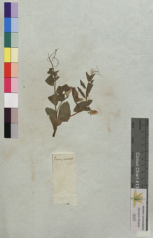 Pisum arvense (Fabaceae)
