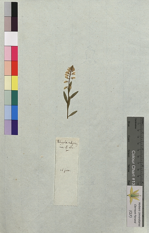 Polygala vulgaris (Polygalaceae)