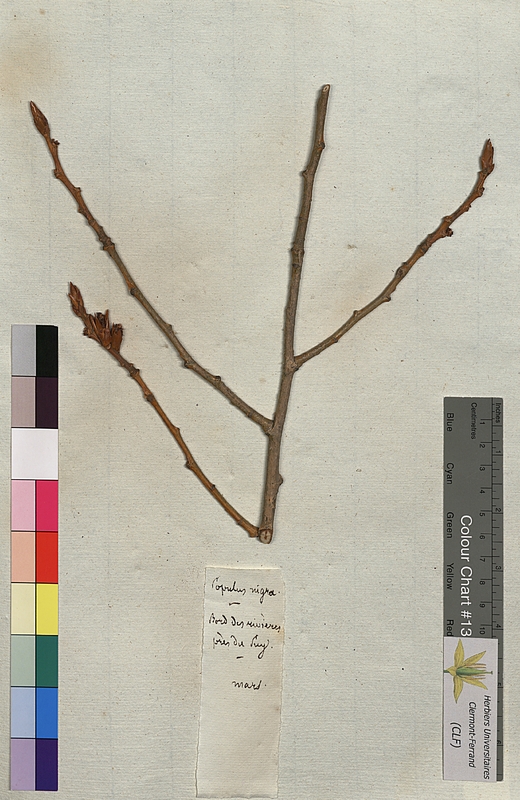 Populus nigra (Salicaceae)