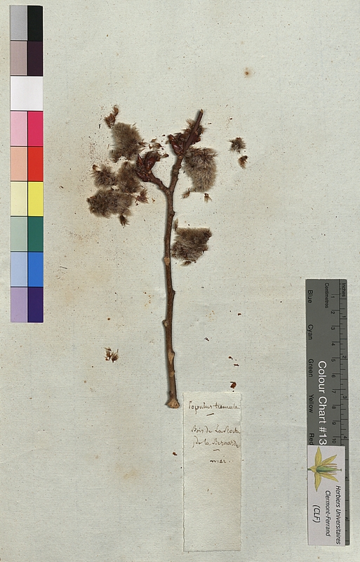 Populus tremula (Salicaceae)