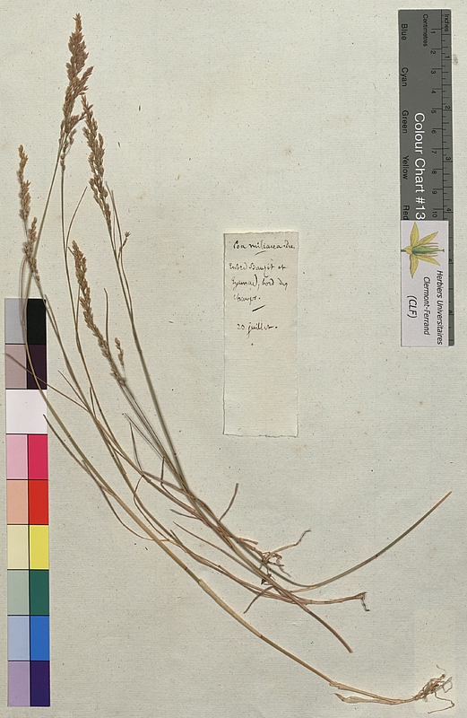 Poa miliacea (Poaceae)