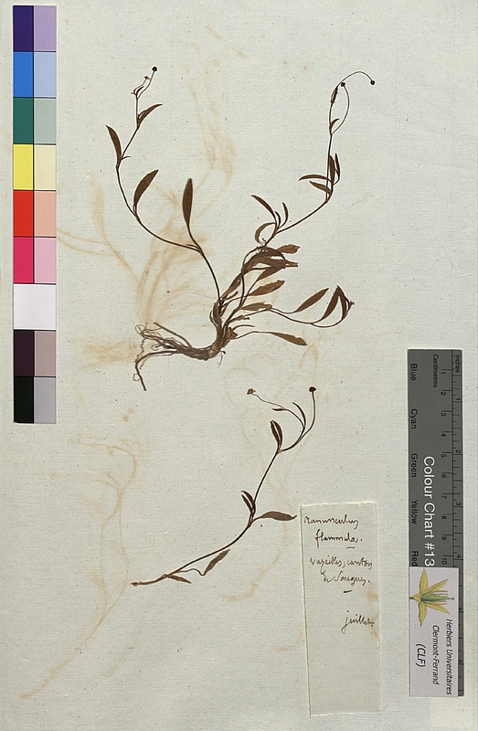 Ranunculus flammula (Renonculaceae)