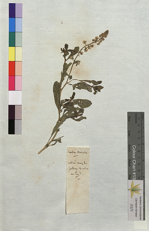 Reseda odorata (Resedaceae)