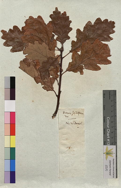 Quercus sessiliflora (Fagaceae)