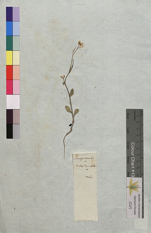 Sinapis arvensis (Brassicaceae)
