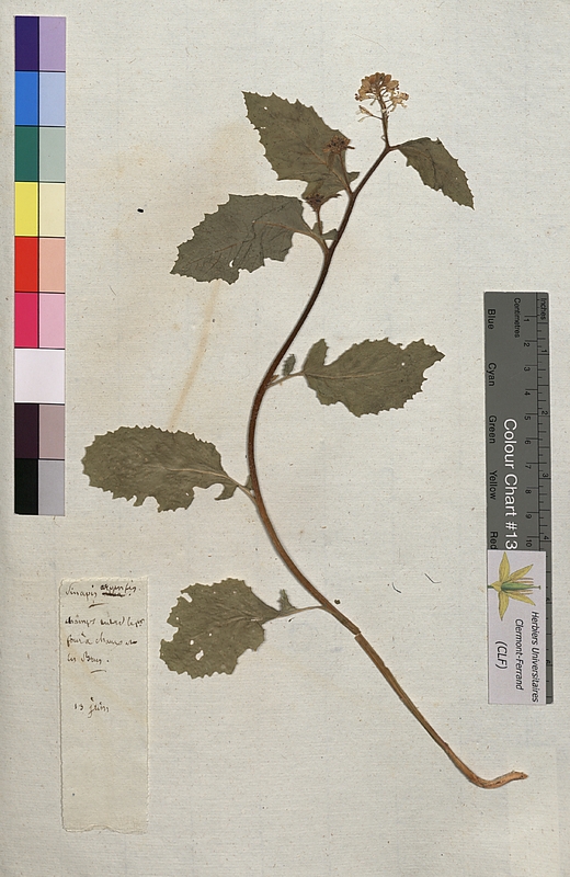 Sinapis arvensis (Brassicaceae)