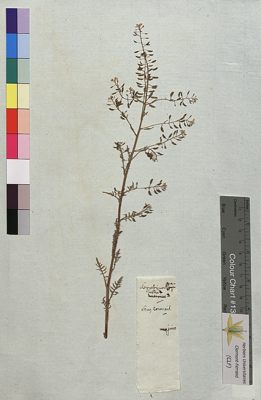 Sisymbrium palustre (Brassicaceae)