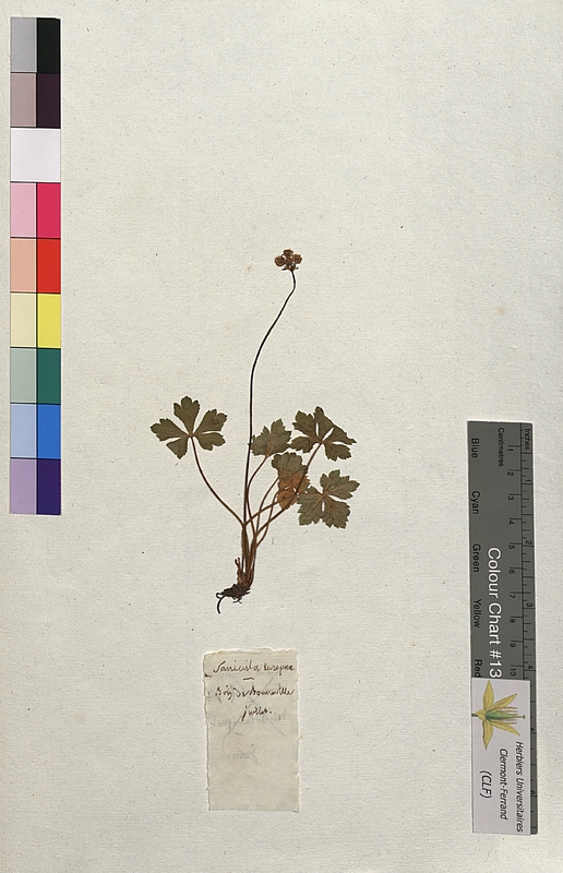 Sanicula europaea (Apiaceae)