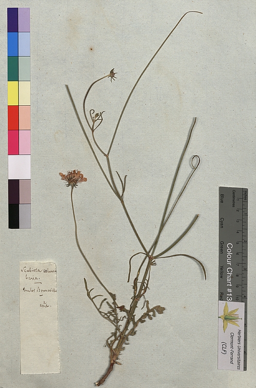 Scabiosa columbaria (Dipsacaceae)