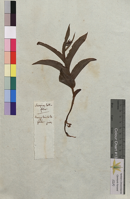 Serapias latifolia (Orchidaceae)