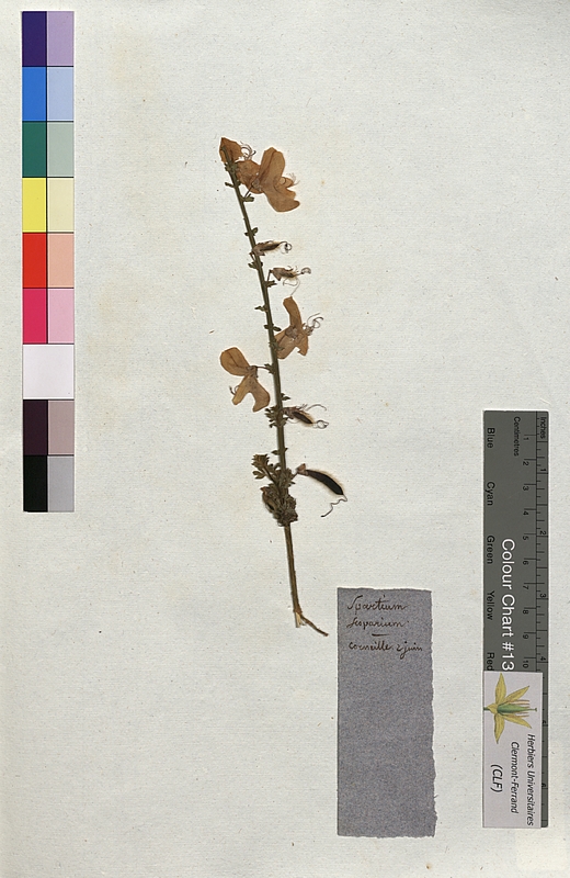 Spartium scoparium (Fabaceae)