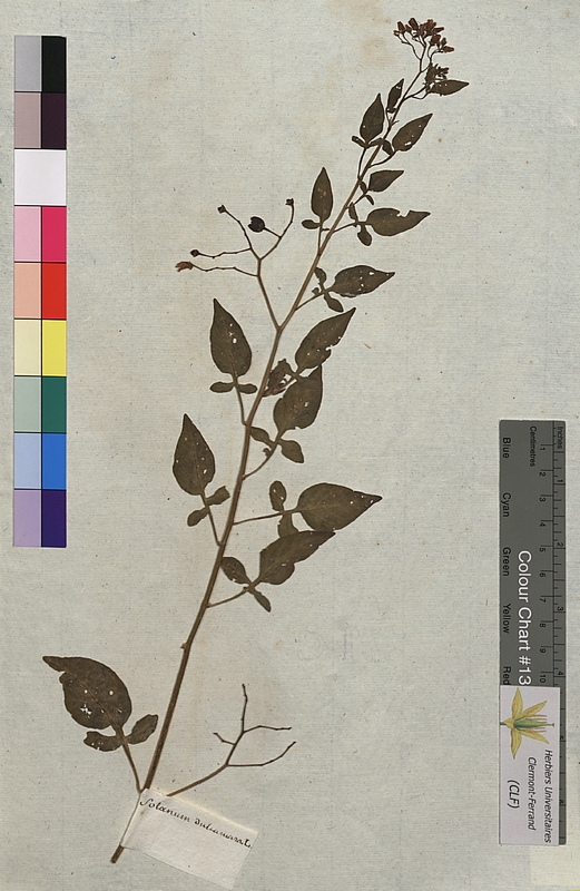 Solanum dulcamara (Solanaceae)