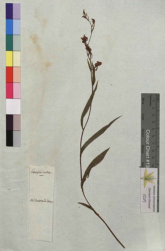 Serapias rubra (Orchidaceae)