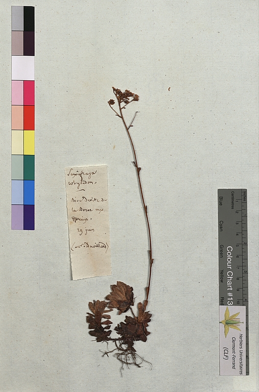 Saxifraga cotyledon (Saxifragaceae)