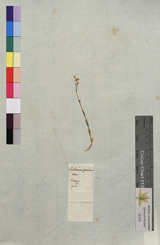 Stellaria graminea (Caryophyllaceae)