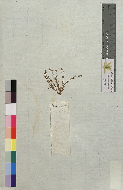 Silene rupestris (Caryophyllaceae)