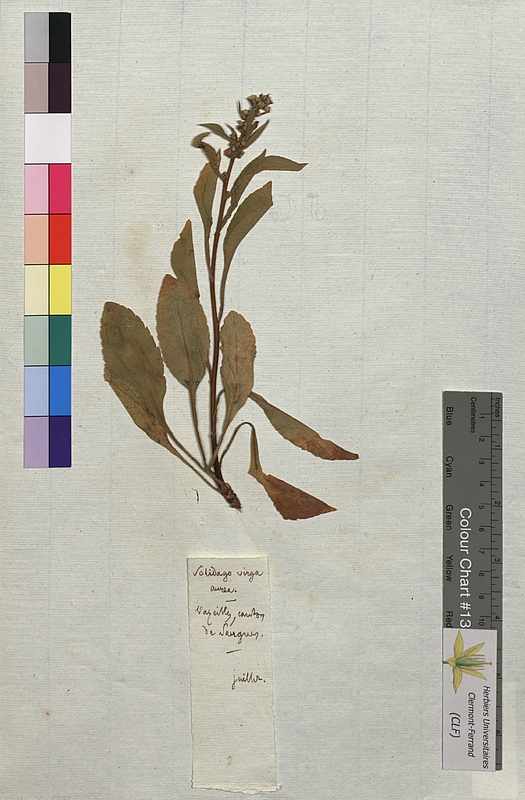 Solidago virga-aurea (Asteraceae)