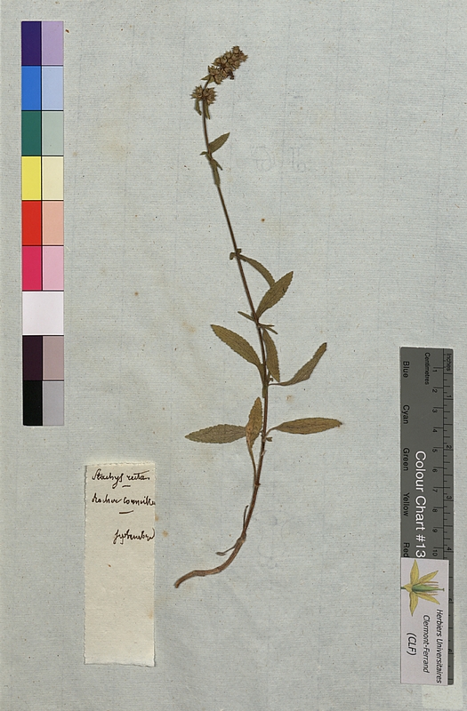Stachys recta (Lamiaceae)