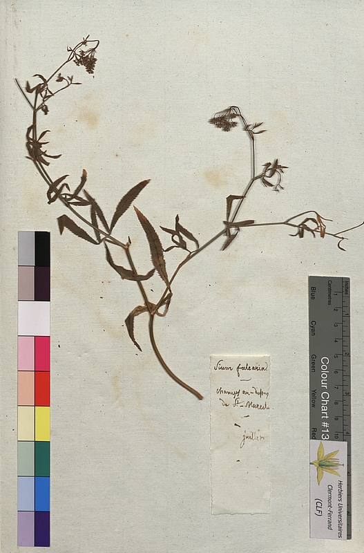 Sium falcaria (Apiaceae)