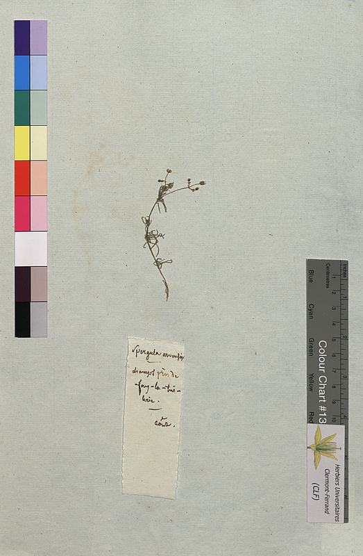 Spergula arvensis (Caryophyllaceae)