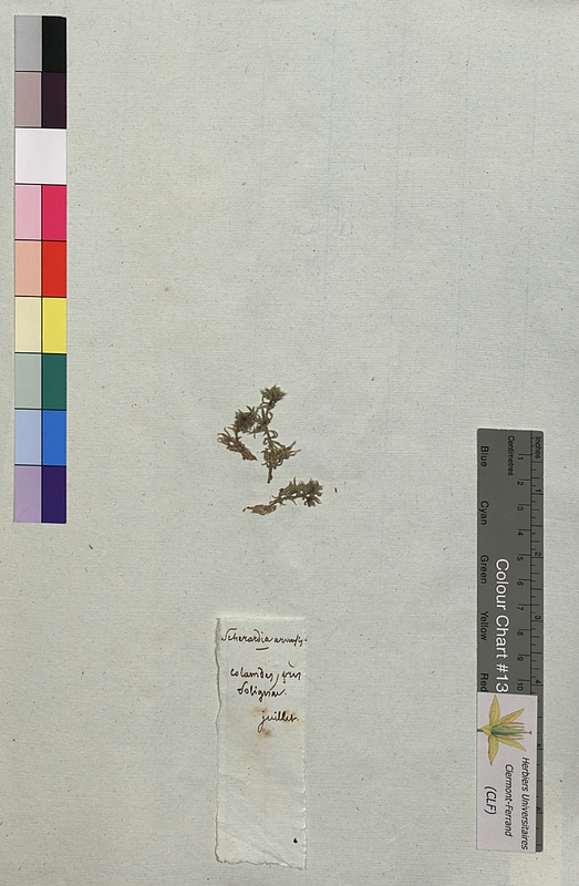 Sherardia arvensis (Rubiaceae)