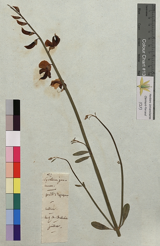 Spartium junceum (Fabaceae)