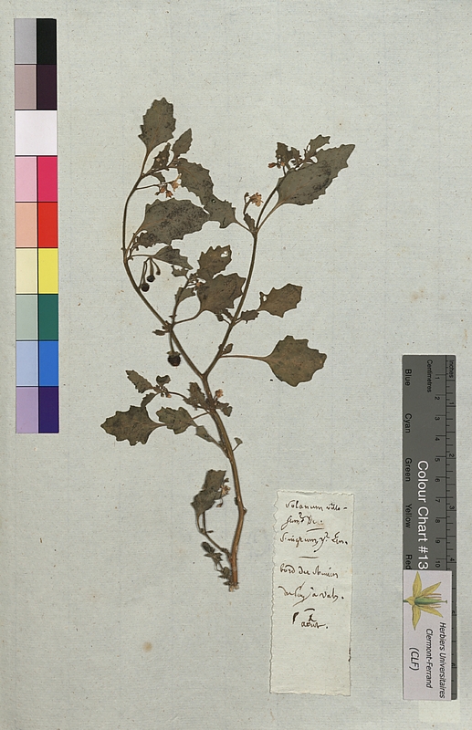 Solanum nigrum (Solanaceae)
