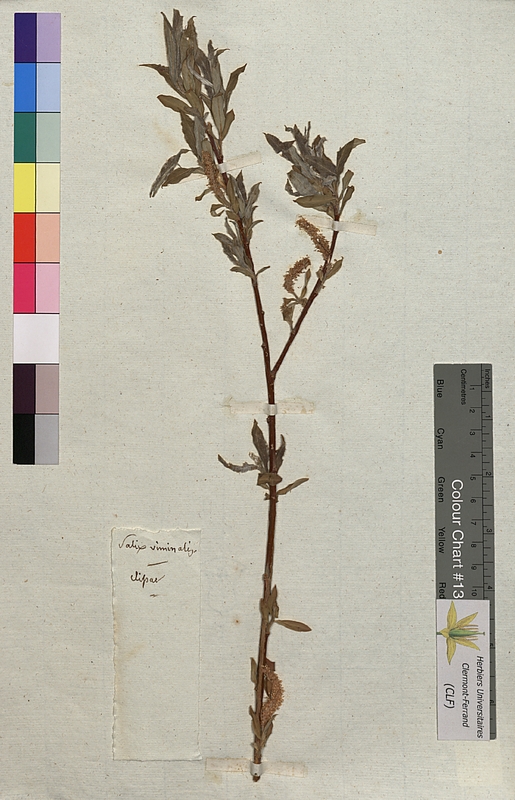 Salix viminalis (Salicaceae)