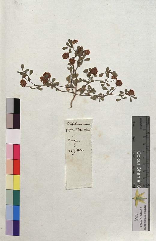 Trifolium campestre (Fabaceae)