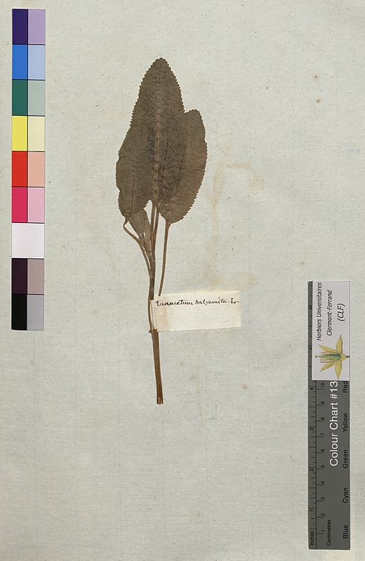 Tanacetum balsamita (Asteraraceae)