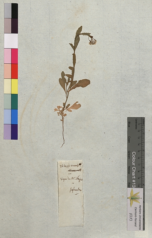 Thlaspi arvense (Brassicaceae)