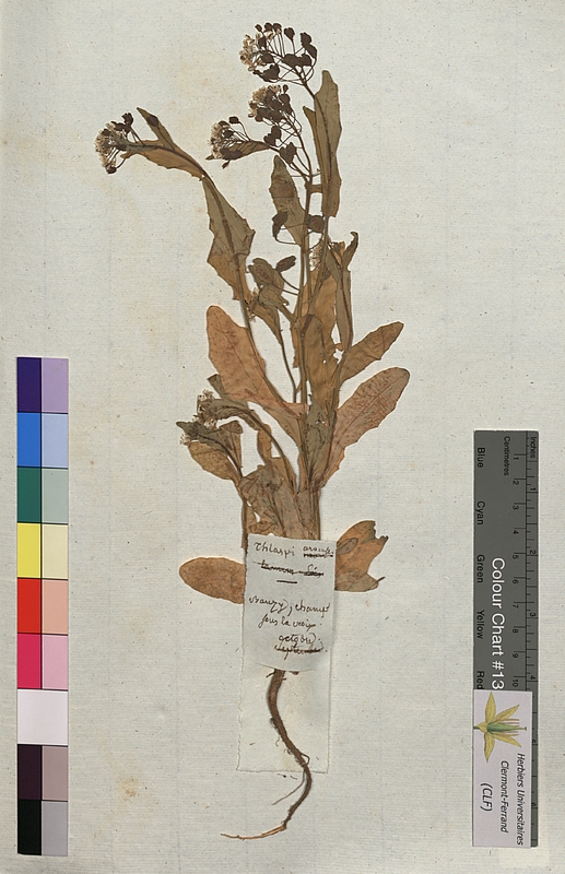 Thlaspi arvense (Brassicaceae)