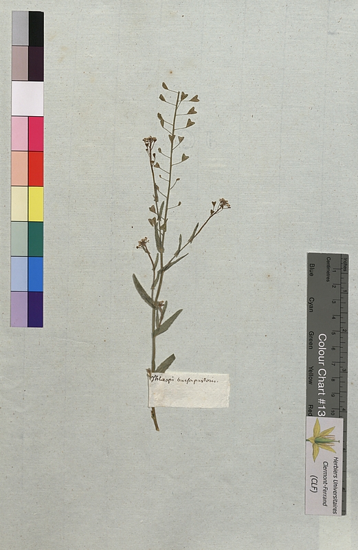 Thlaspi bursa-pastoris (Brassicaceae)