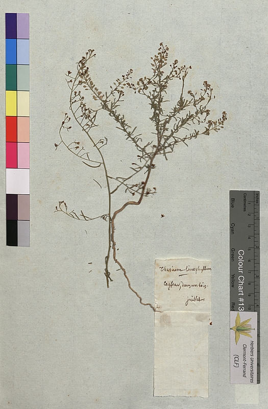 Thesium linophyllon (Santalaceae)