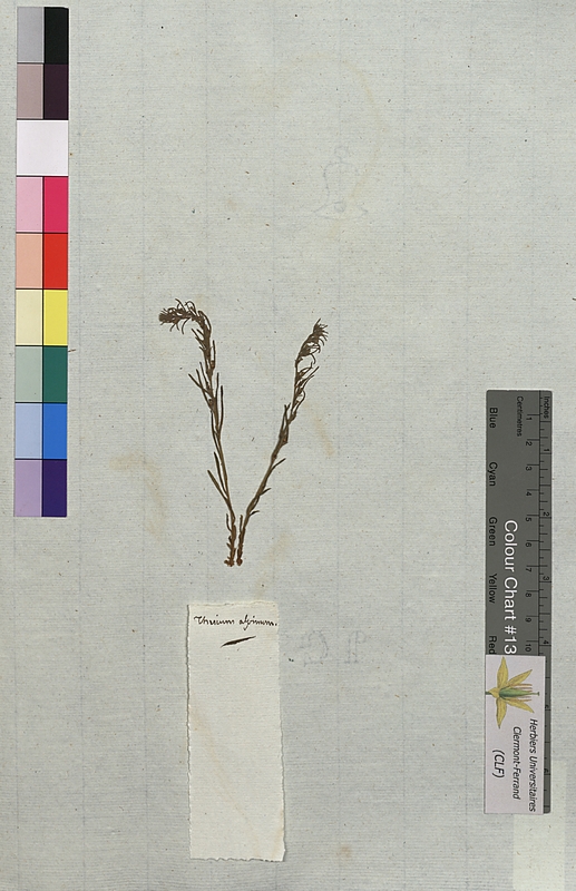 Thesium alpinum (Santalaceae)