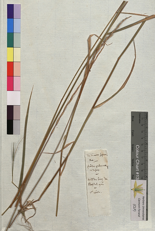 Triticum sepium (Poaceae)