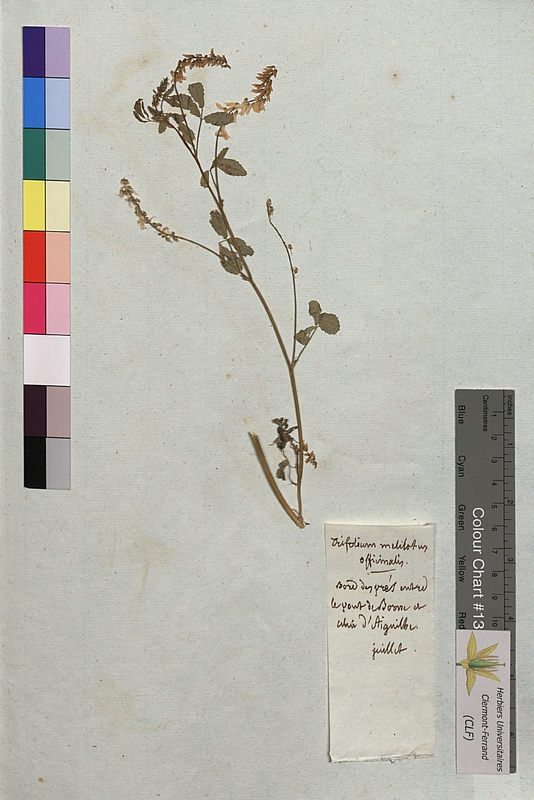Melilotus officinalis (Fabaceae)
