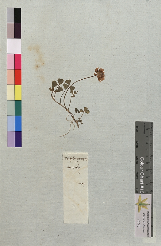 Trifolium repens (Fabaceae)