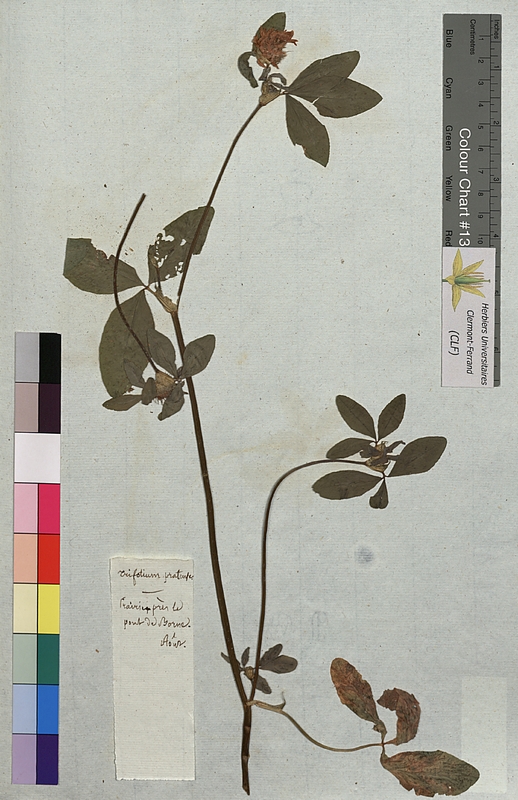 Trifolium pratense (Fabaceae)