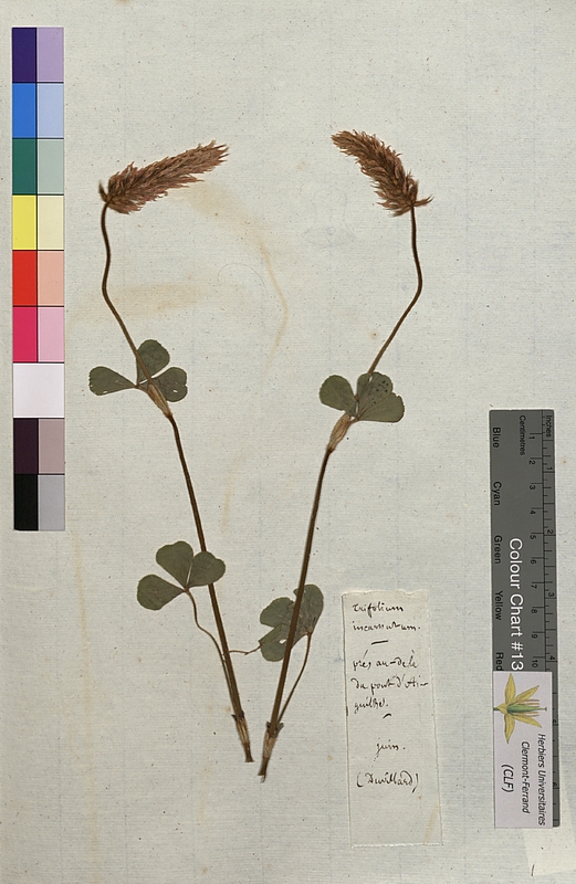 Trifolium incarnatum (Fabaceae)