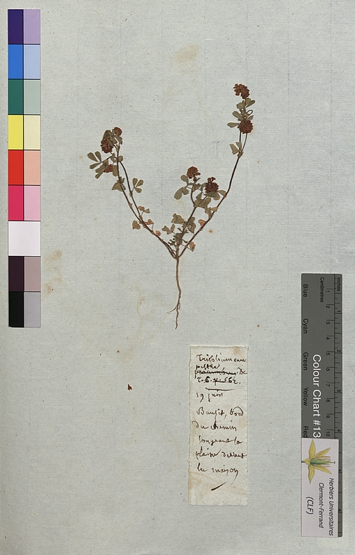 Trifolium campestre (Fabaceae)