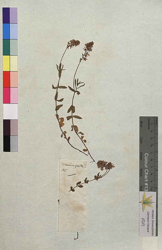 Veronica prostrata (Scrophulariaceae)