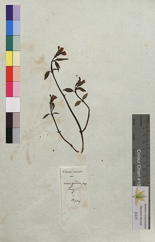 Vinca minor (Apocynaceae)