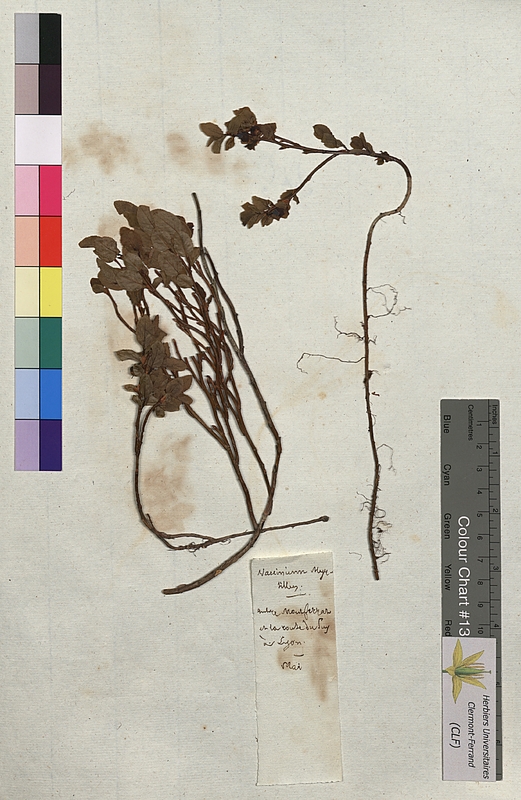 Vaccinium myrtillus (Ericaceae)