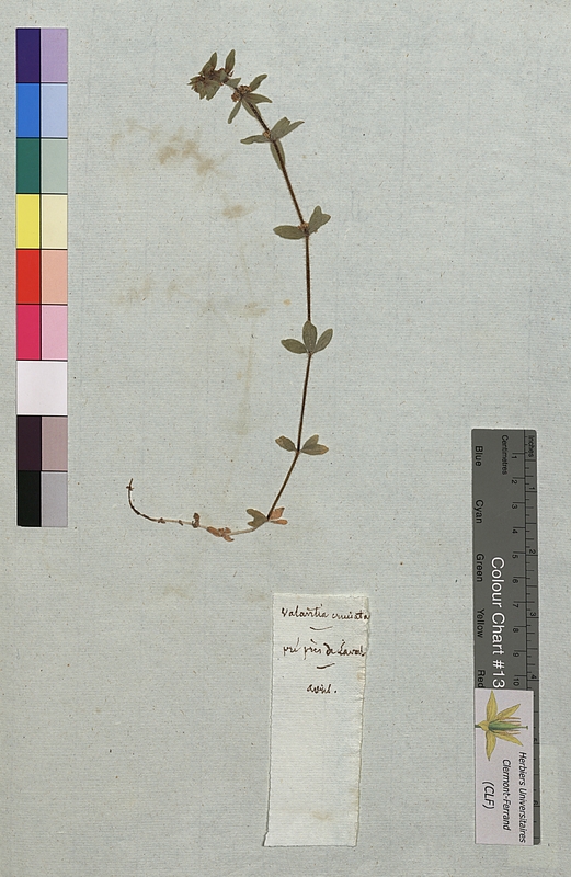 Valantia cruciata (Rubiaceae)
