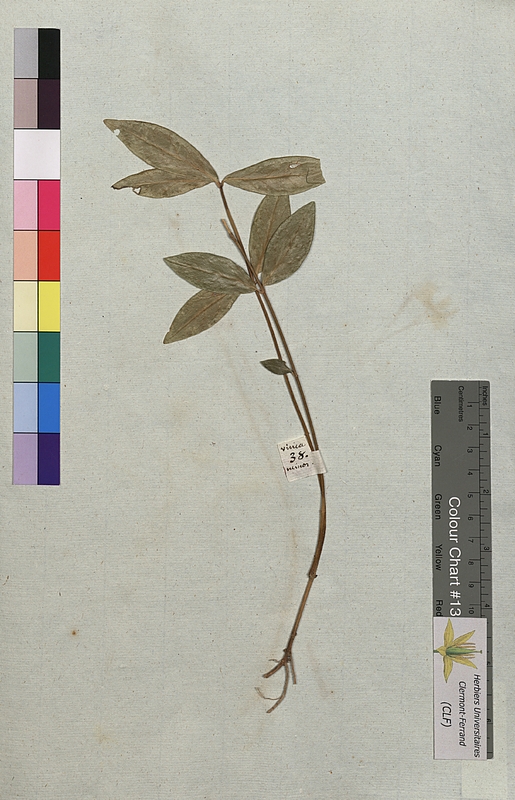 Vinca minor (Apocynaceae)