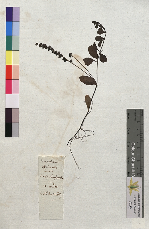Veronica officinalis (Scrophulariaceae)