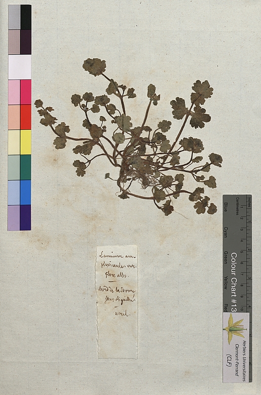 Lamium amplexicaule (Lamiaceae)