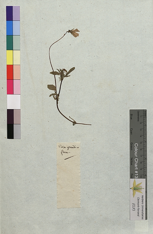 Viola grandiflora (Violaceae)